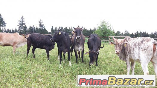 Prodáme 6 ks jalovic MINI ZEBU – fotografie 2