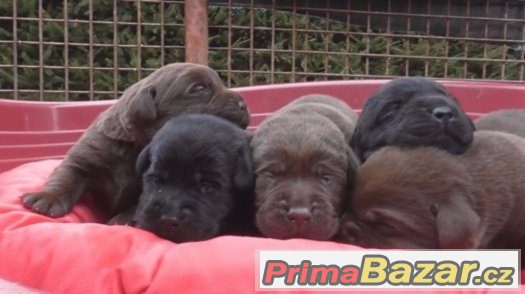 Labradorský retriever štěňata s PP – fotografie 1