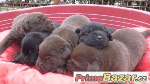 Labradorský retriever štěňata s PP – fotografie 2