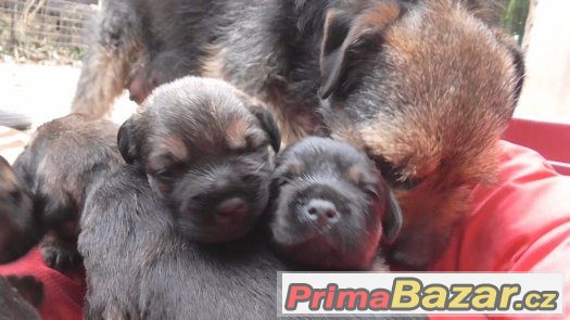 Border teriér štěňata s PP – fotografie 3