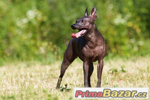 AMERICKÝ BEZSRSTÝ TERIÉR - american hairless terrier – fotografie 1