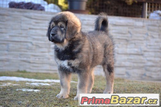 Fenka tibetské dogy s PP – fotografie 2