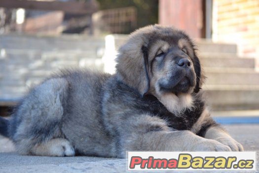 Fenka tibetské dogy s PP – fotografie 3