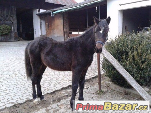 Hřebeček WPBR – fotografie 1