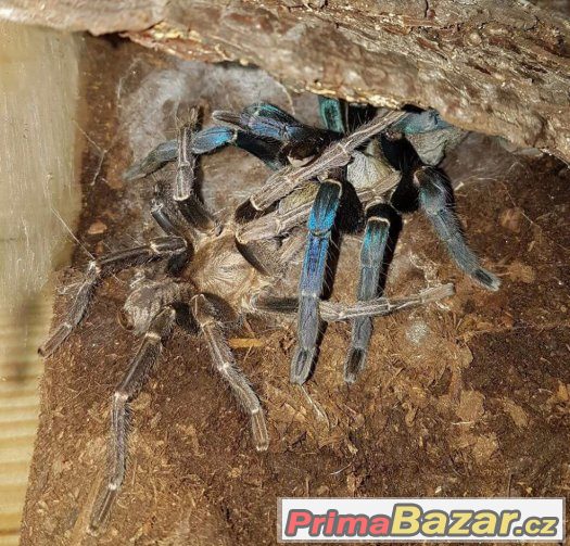 Cyriopagopus lividum (Haplopelma lividum) – fotografie 1