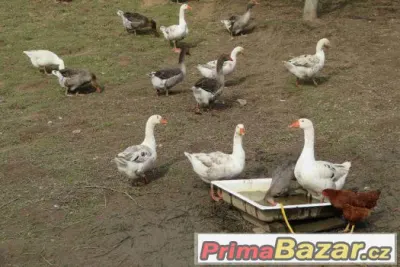 Kříženky husy české a landenské