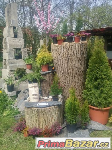 Thuje SMARAGD 35~45cm CELÁ ČR      Akce – fotografie 4