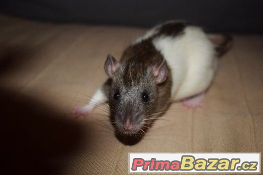 potkánci - dwarf, standard-okr.Kolín – fotografie 1