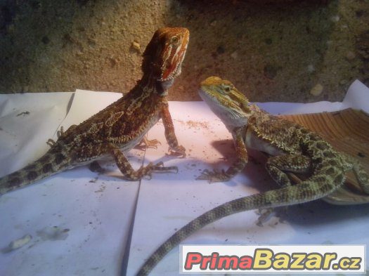 Agama vousatá – fotografie 1