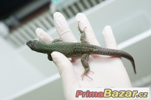 Timon lepidus -Ještěrka perlová - het. melanistic – fotografie 1