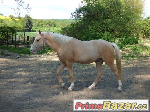luxusní pony pro náročné – fotografie 1
