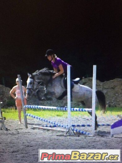 perspektivní pony klisna – fotografie 1