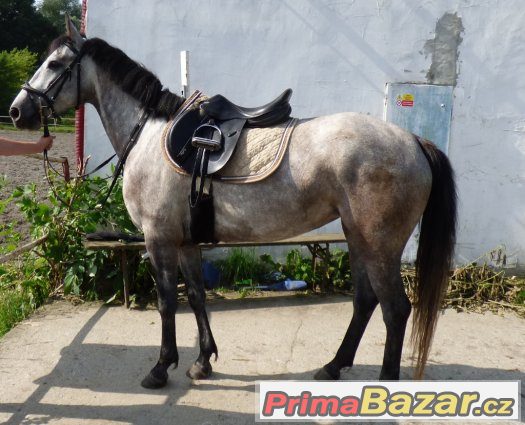 perspektivní pony klisna – fotografie 2