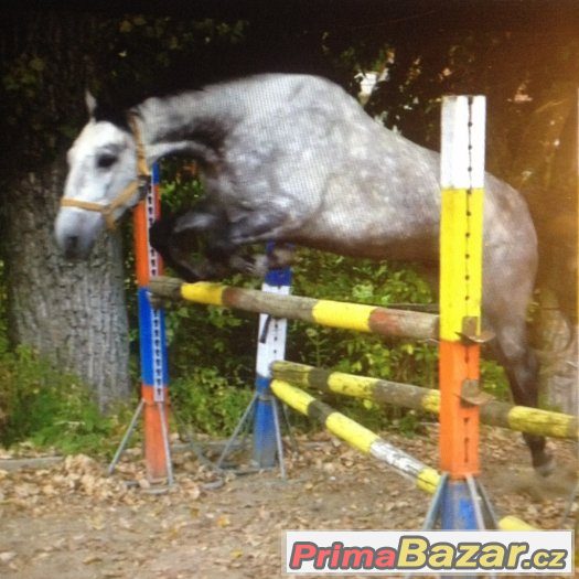perspektivní pony klisna – fotografie 4