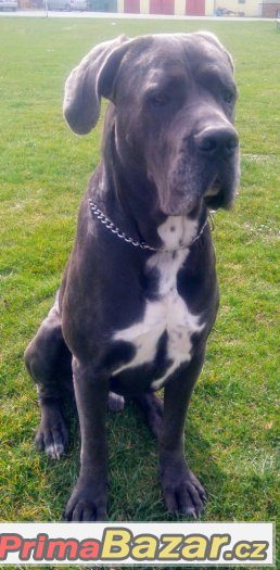 Cane Corso – fotografie 2