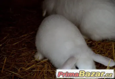 Prodáme do dobrých rukou "Beránka- králíčka"