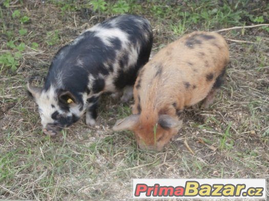 Prodám kune kune – fotografie 1