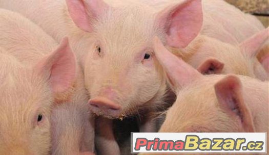Prodam prasata – fotografie 1