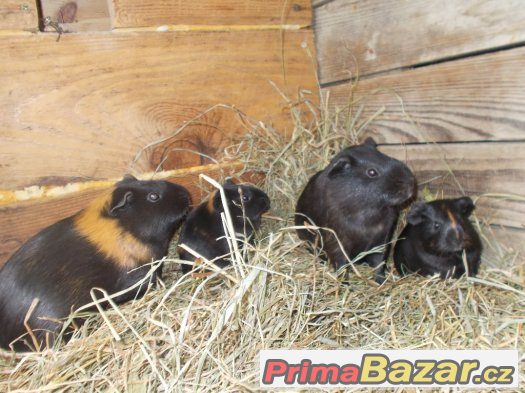 prodam kralicka za 200 kc a 2x mele morcatka a 2x velke morc – fotografie 5