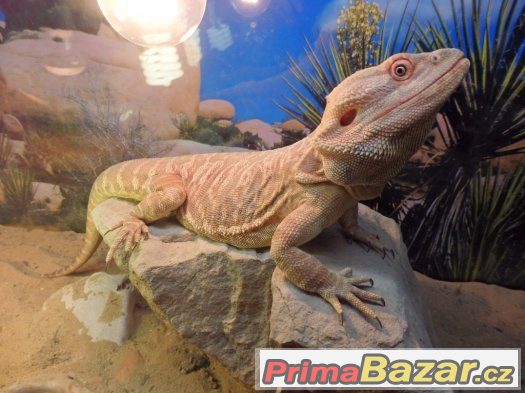 Agama vousata – fotografie 1