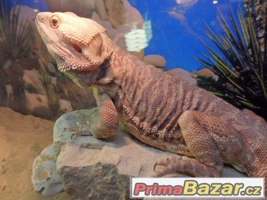 Agama vousata – fotografie 2