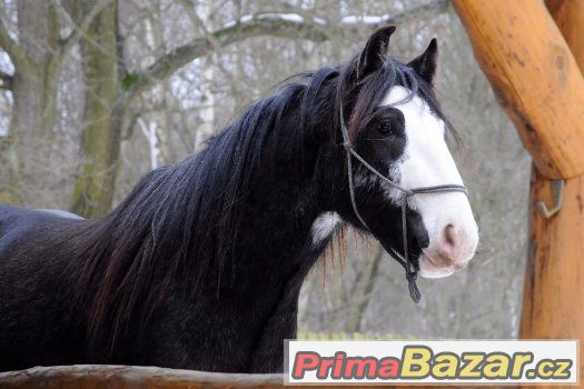 Nabízím k prodeji nádherného hřebečka Irského Coba – fotografie 1