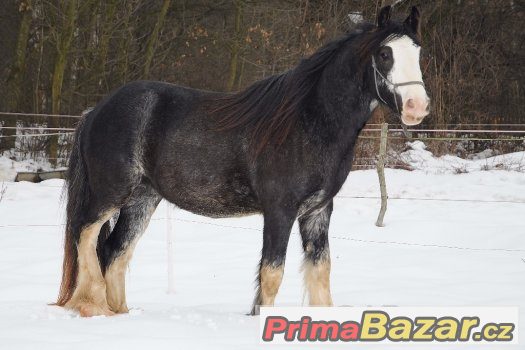Nabízím k prodeji nádherného hřebečka Irského Coba – fotografie 5