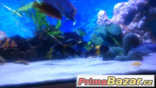 Tropheus black kiriza 6ks 10cm-12cm – fotografie 2