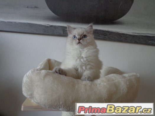Kočička ragdoll s PP – fotografie 1