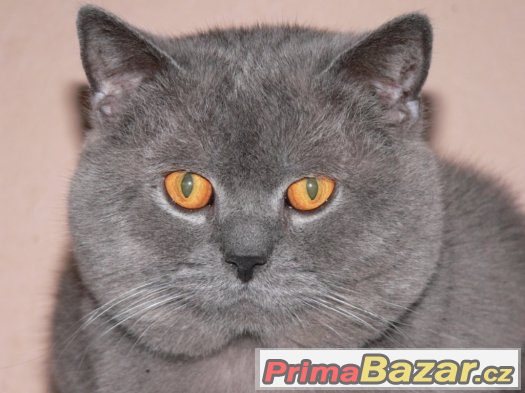 Britský modrý – fotografie 2