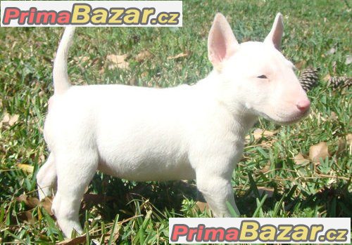 Prodám Mini bull teriér štenata – fotografie 2