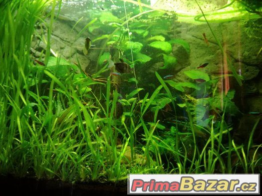 Akvarijní rostliny - přebytky z akvária – fotografie 1
