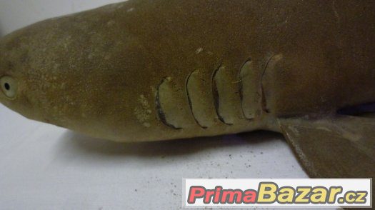 trofej vycpaný žralok shark original – fotografie 3