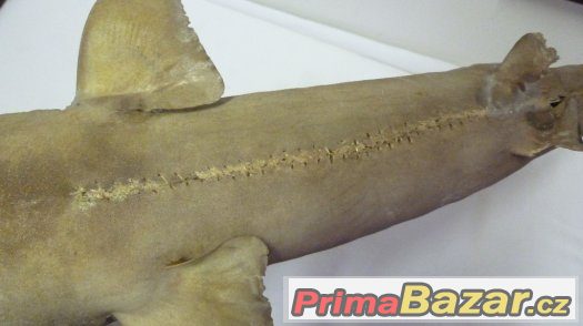 trofej vycpaný žralok shark original – fotografie 5