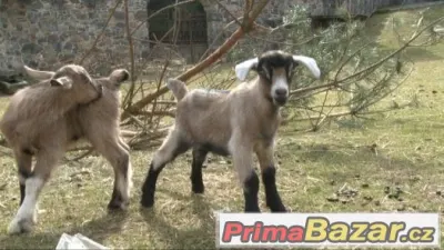 prodám podílového AN kozlíka nar.11.3.
