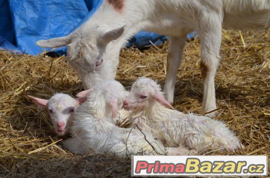 Prodám dvouměsíční kůzlata "kozy bílé krátkosrsté" – fotografie 2