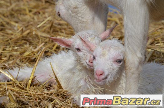 Prodám dvouměsíční kůzlata "kozy bílé krátkosrsté" – fotografie 3