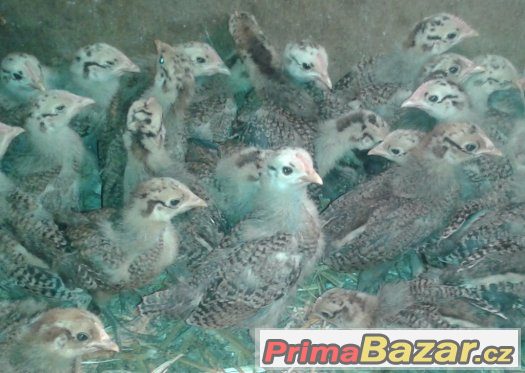 Kuřátka - česká zlatá kropenka – fotografie 1