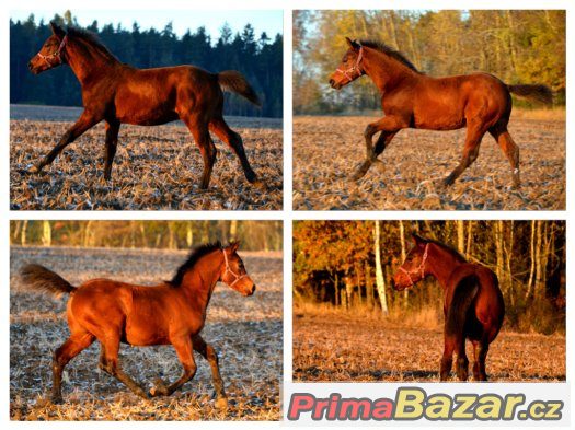 Prodám loňského hřebečka CT – fotografie 2