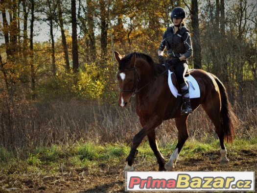 Prodám valacha - NYNÍ VE ZKUŠEBNÍ LHŮTĚ – fotografie 1