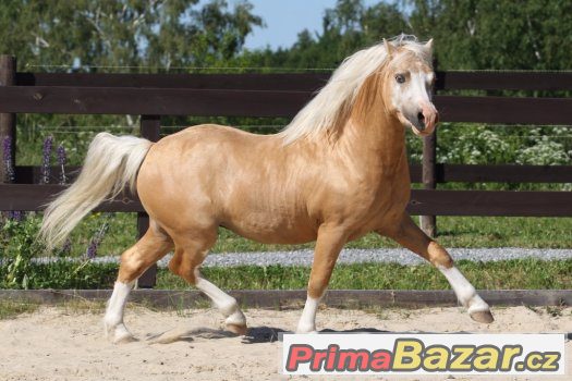 Welsh Mountain Pony - Nabídka připouštění – fotografie 2