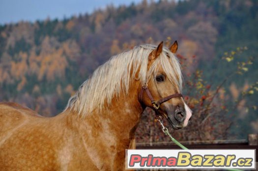 Welsh cob - plemenný hřebec – fotografie 1