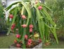 Hylocereus Undatus - semena kaktusu