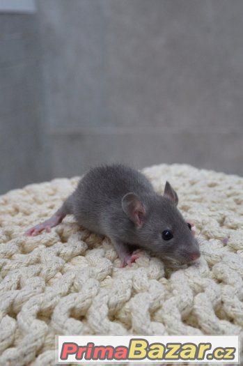Potkan ruský a pudrový modrý, siamský – fotografie 2