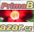 Adenium Apollo - semena – fotografie 1