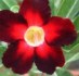 Adenium Apollo - semena