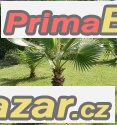 Washingtonia Robusta - sazenice – fotografie 1