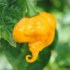 Chilli Trinidad Scorpion yellow - semena 23,- Kč