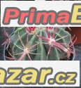 Ferocactus recurvus - semena – fotografie 1