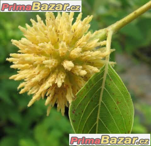 Kratom neboli Mitragyna speciosa – fotografie 1
